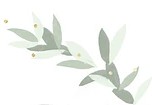 colombe eucalyptus frise inverse
